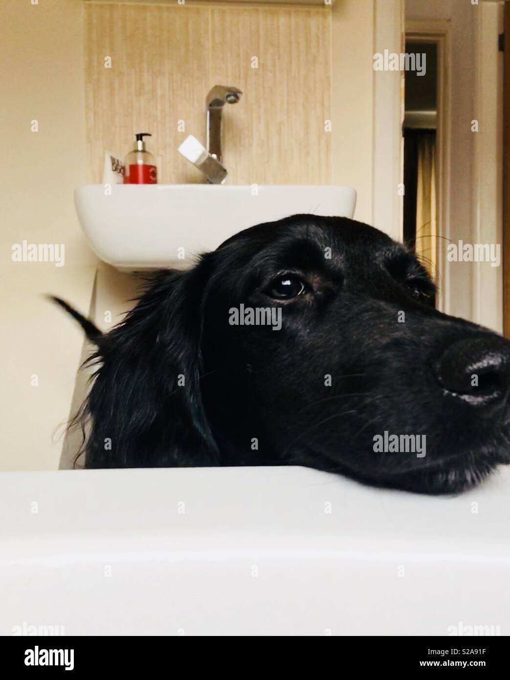 Nero Nosey cucciolo di cane prendendo il suo naso sopra la vasca da bagno Foto Stock