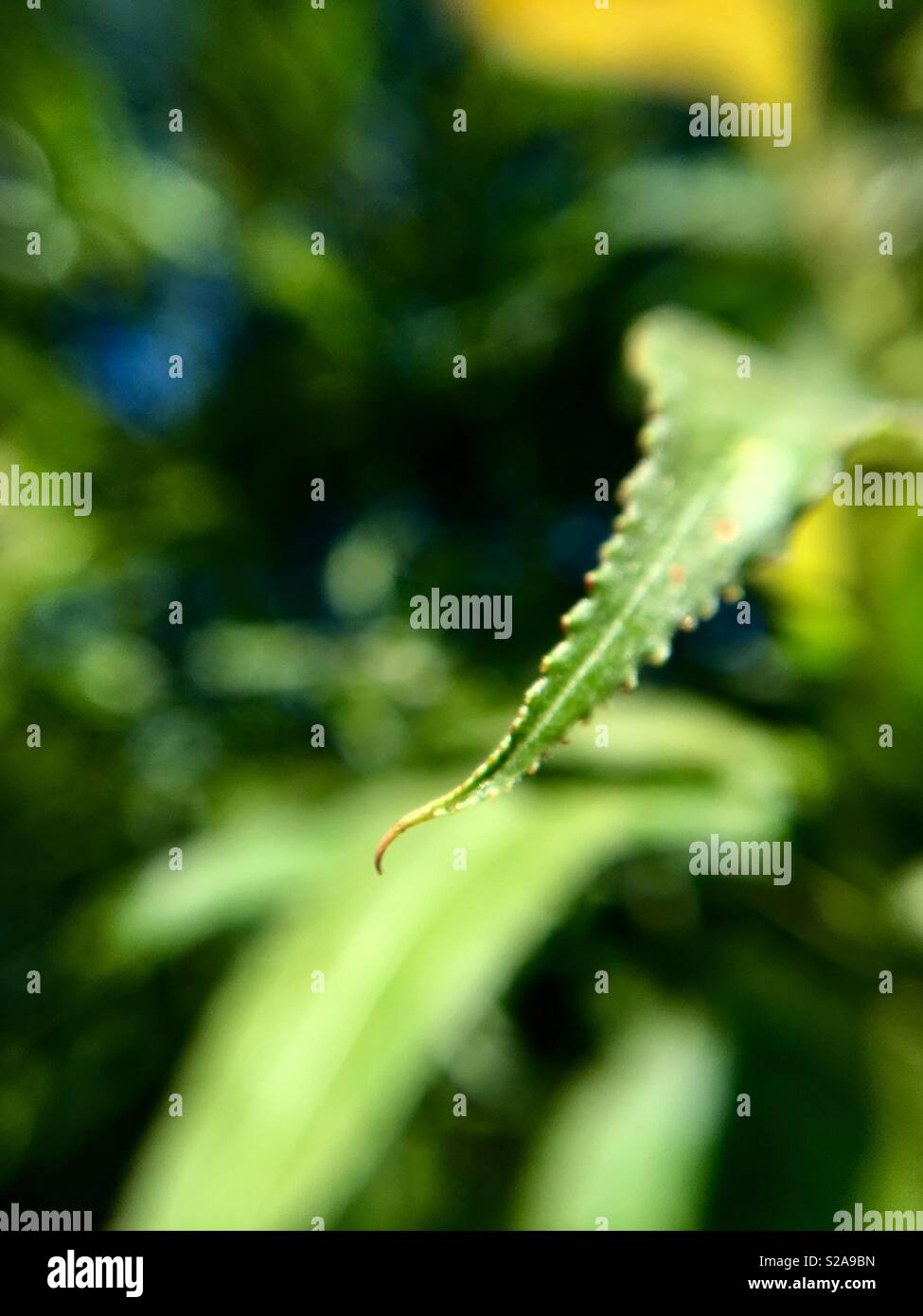 Macro di una foglia. Foto Stock