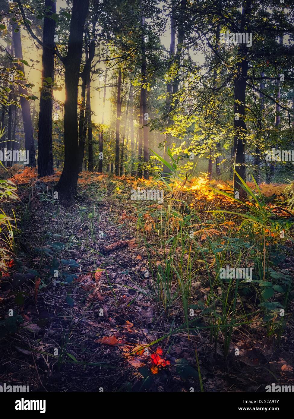 I colori della foresta in autunno con raggi di sole raggiante attraverso gli alberi Foto Stock