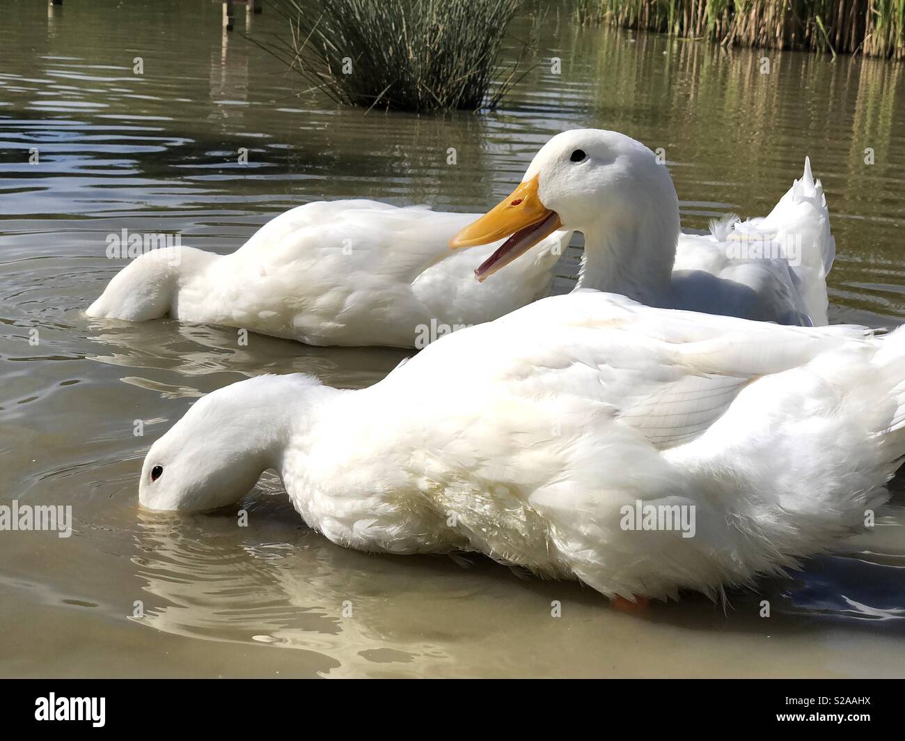 Quacking pekin anatra e amici Foto Stock