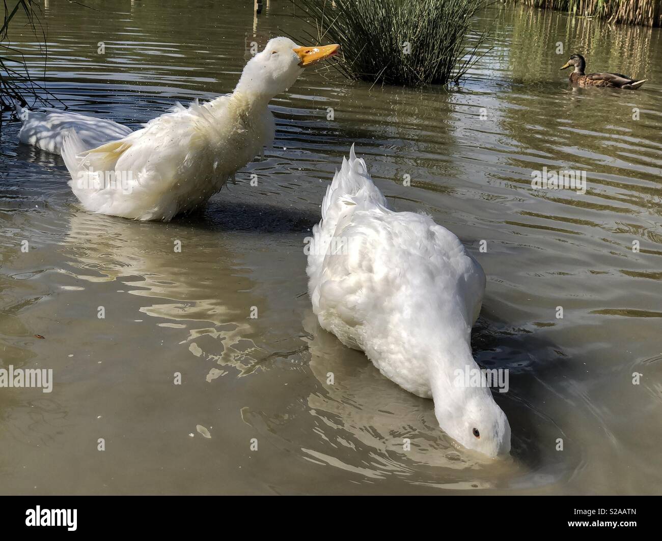 Pekin o Aylesbury anatra pesanti agitando l'acqua fuori la sua piume Foto Stock