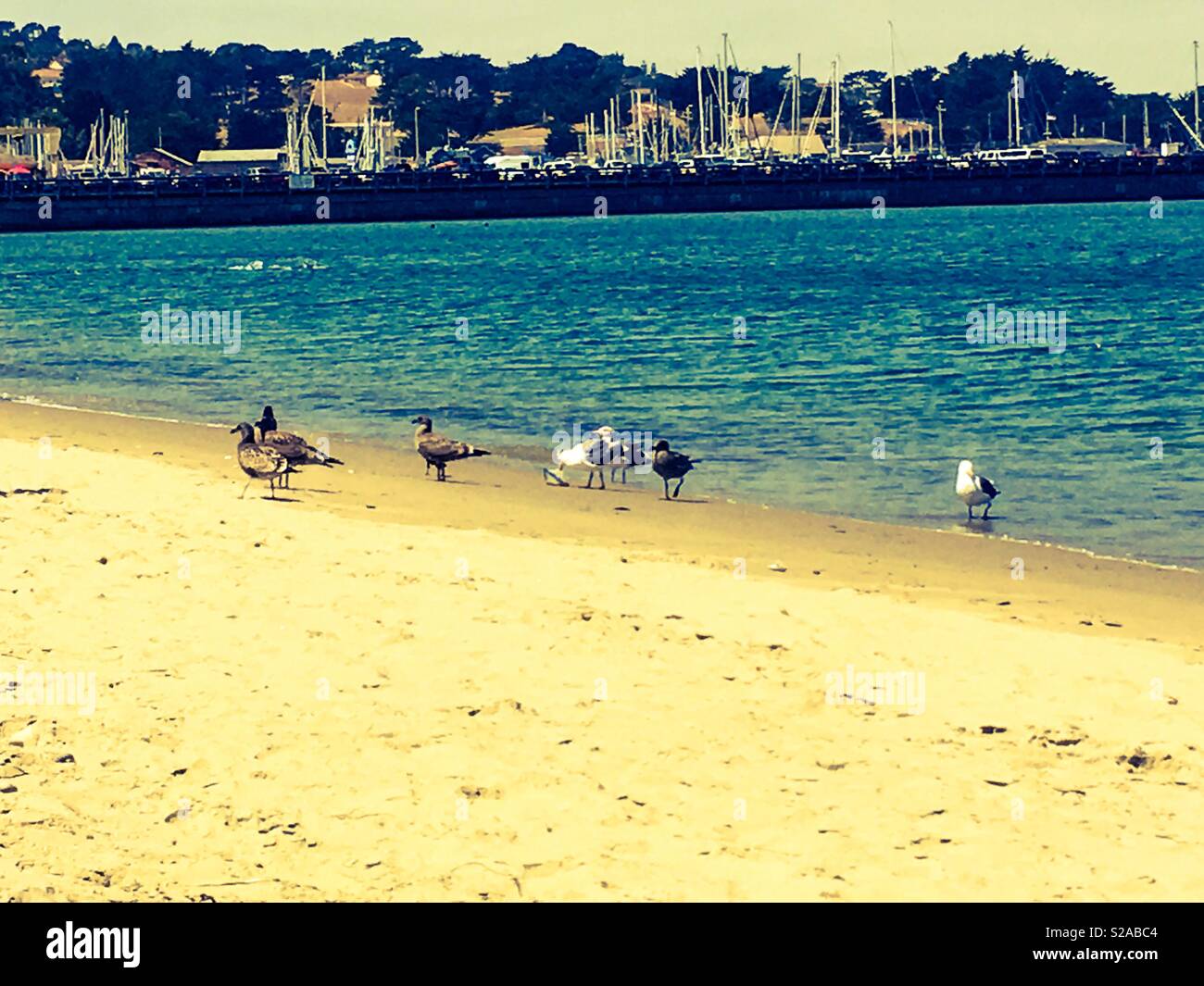 Gabbiani in cerca di cibo sulla spiaggia, su una bella giornata. Foto Stock