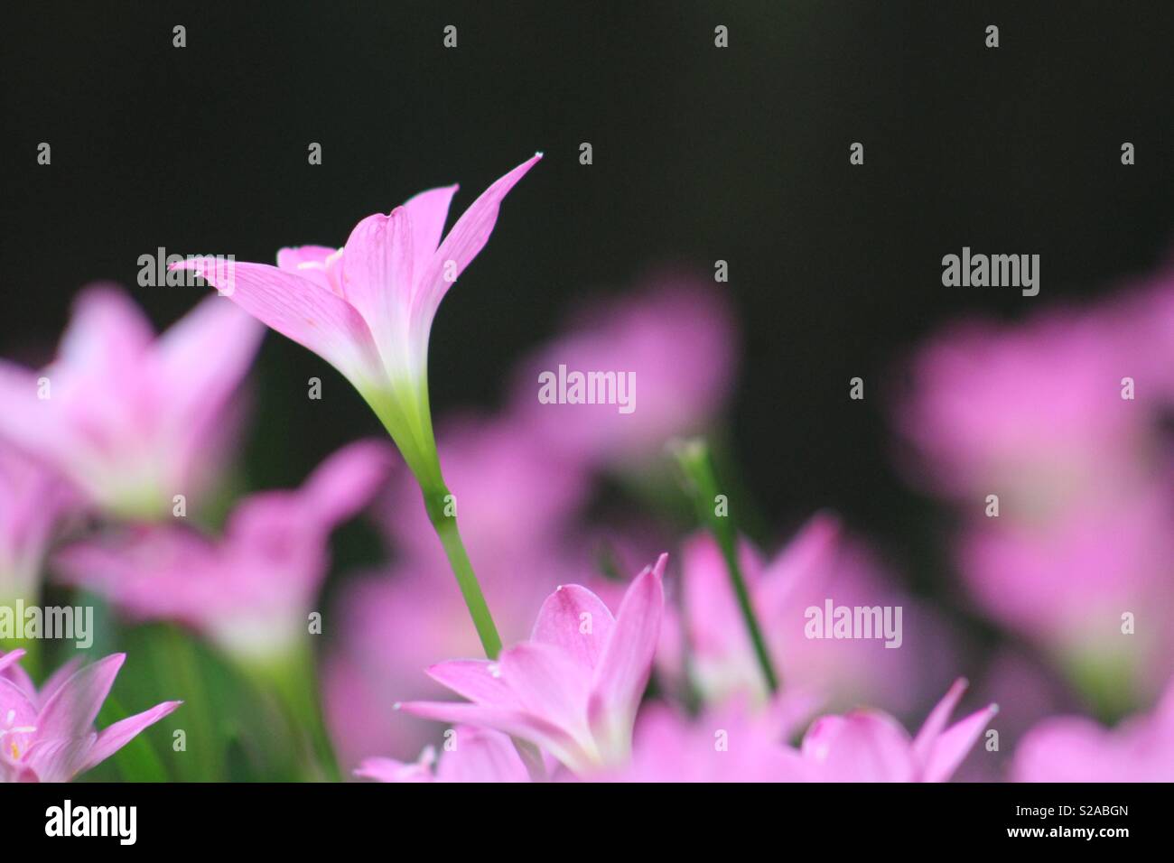 Bellissimi fiori Foto Stock