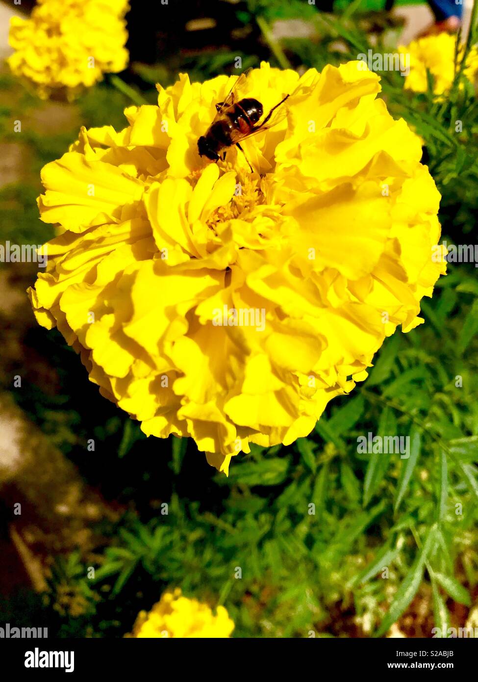 Ape su un grande fiore giallo Foto Stock
