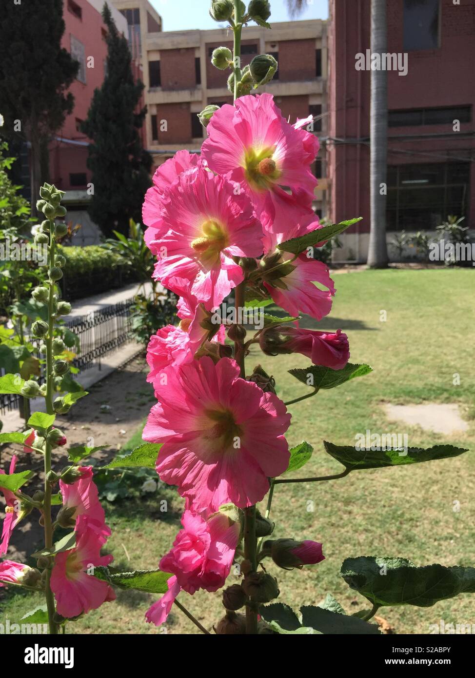 Tall fiore rosa pianta con prato in background Foto Stock
