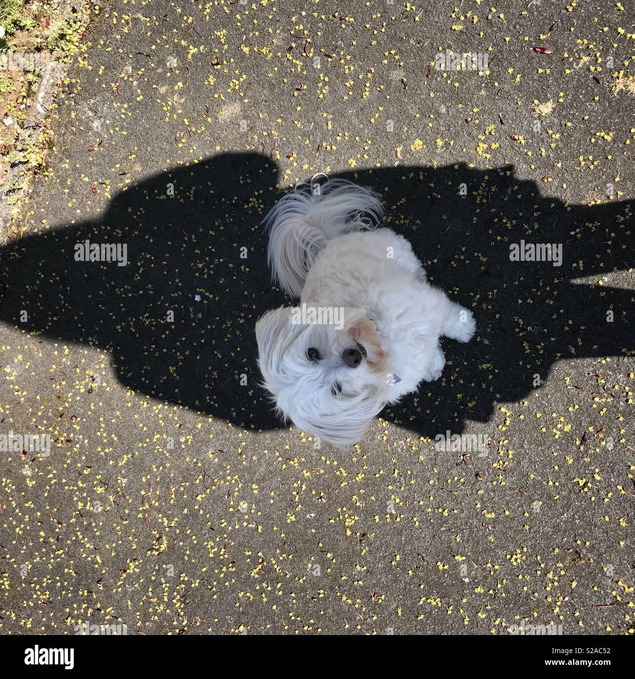 Cani a ragazze migliore amico - Immagine stock catturata con smartphone
