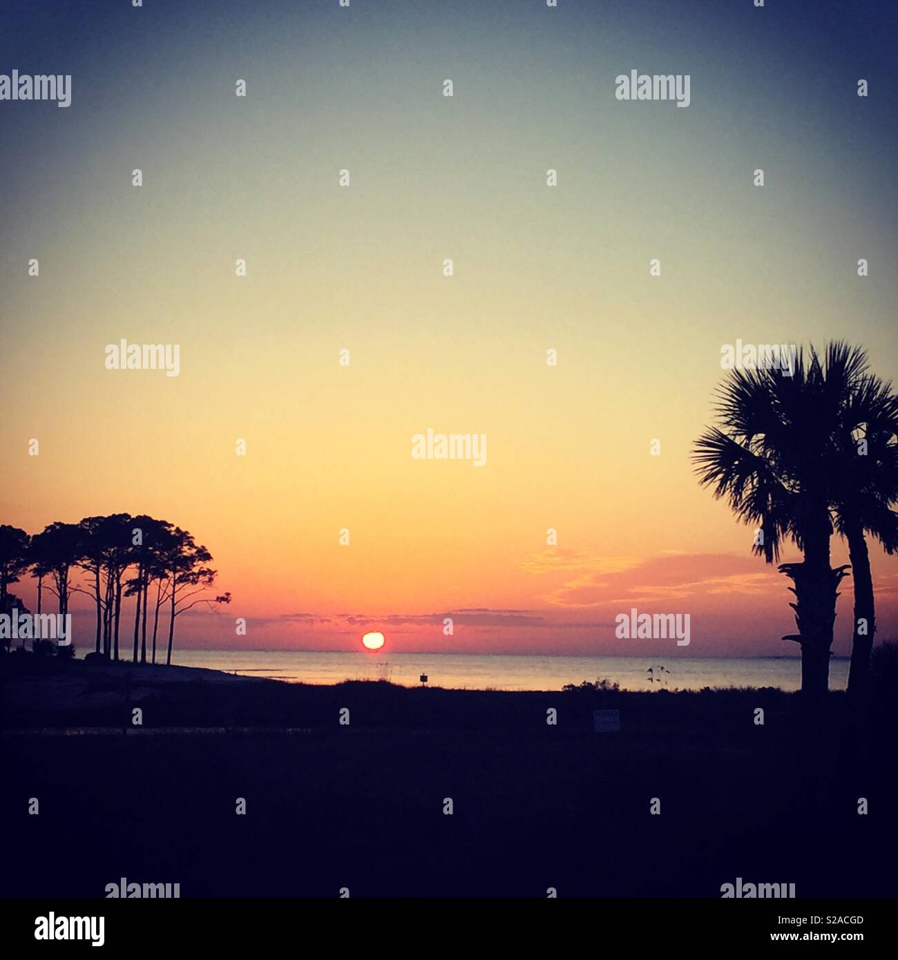 Il tramonto e le palme Foto Stock
