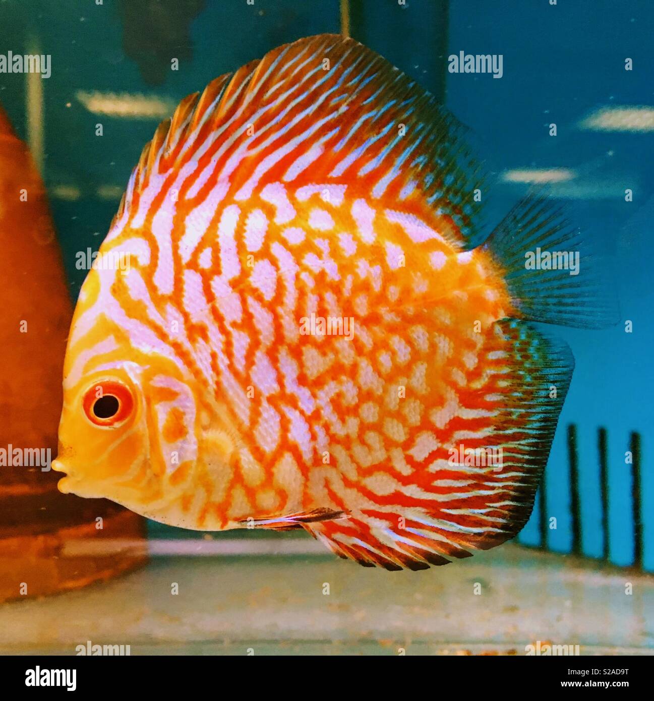 Discus pesci di acquario. Foto Stock