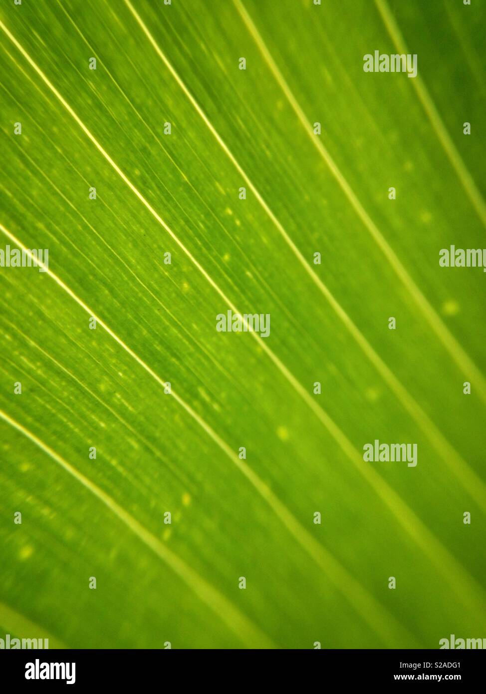 Foglia verde texture Foto Stock