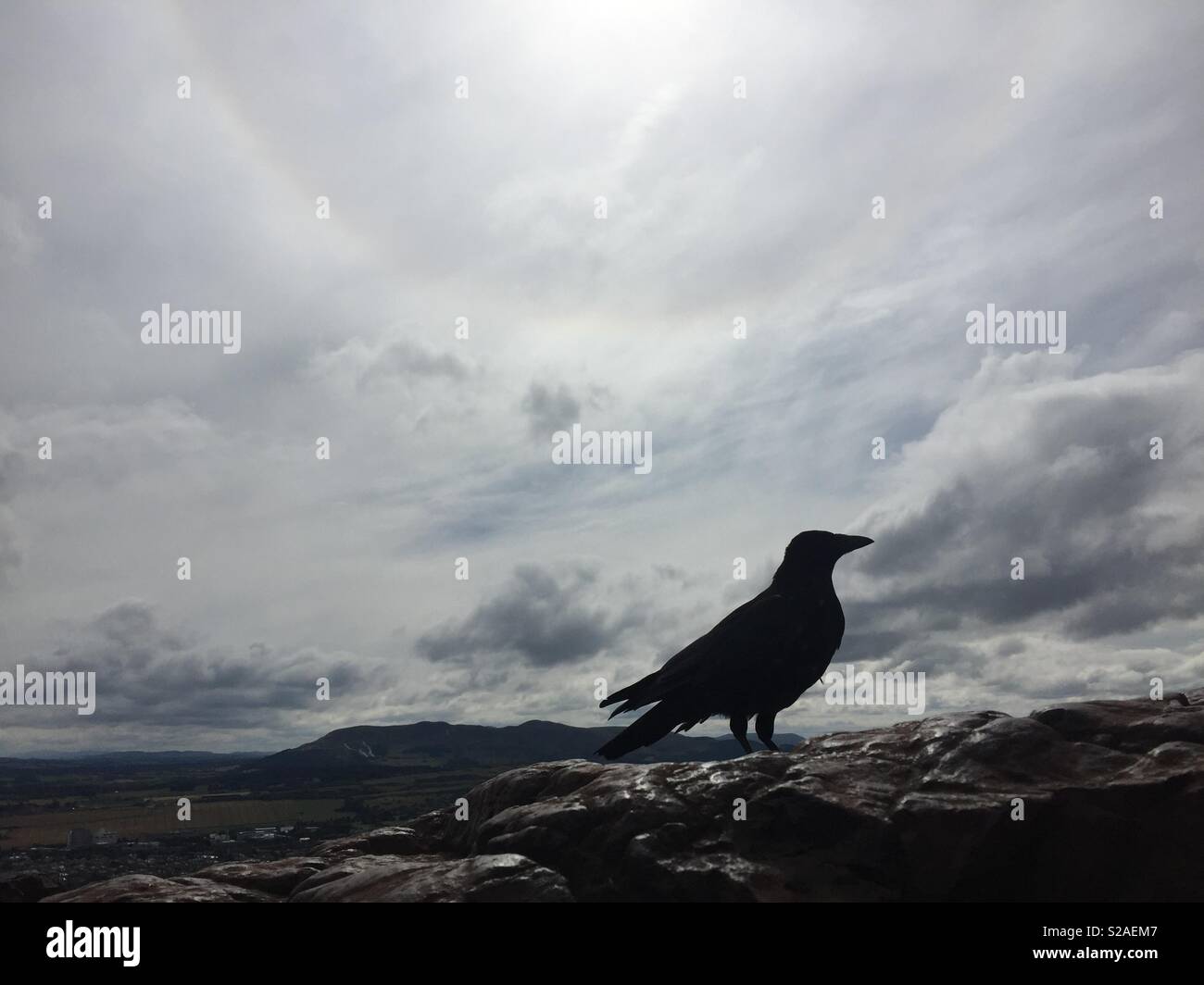 Crow prendendo un riposo sulla roccia, Arthur' Seat Scozia Scotland - Immagine stock catturata con smartphone