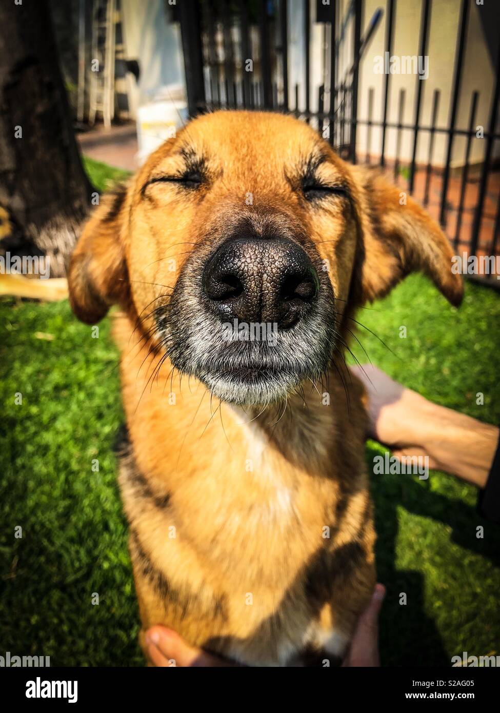 Dog relax - Immagine stock catturata con smartphone