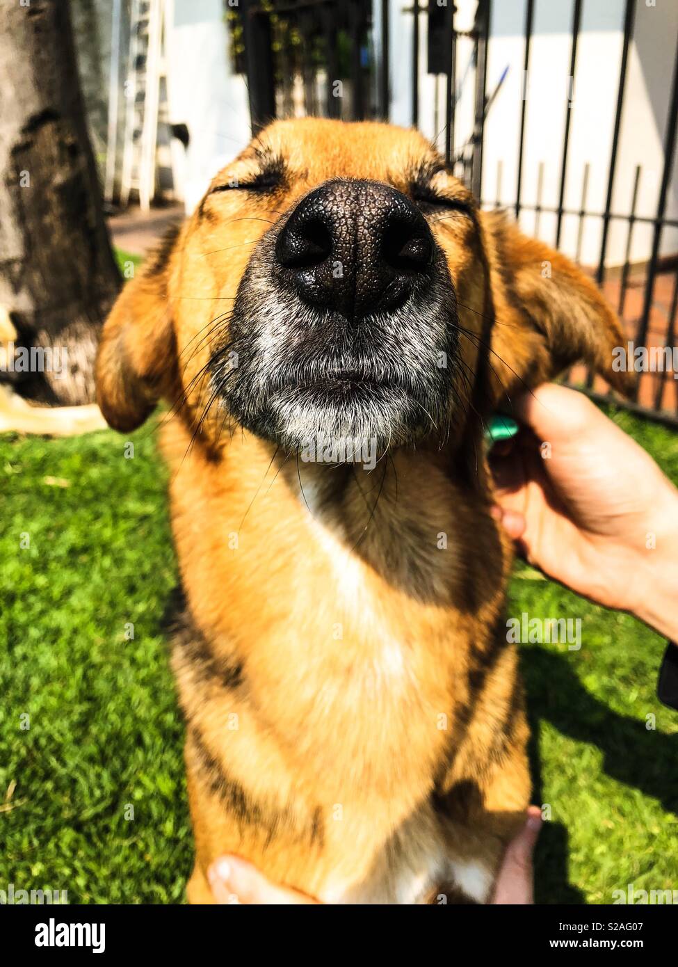 Dog relax - Immagine stock catturata con smartphone