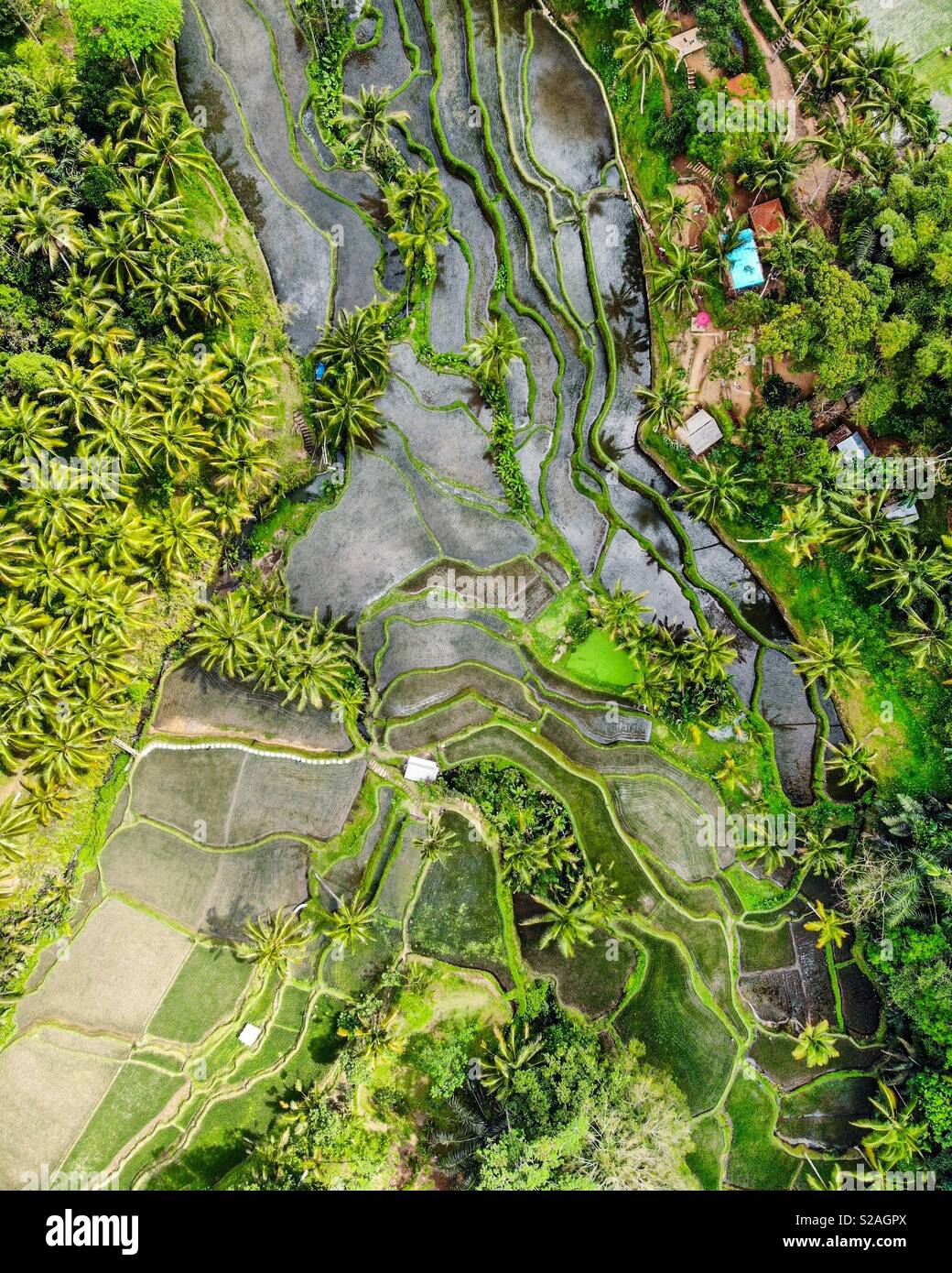 Bali terrazze di riso Foto Stock