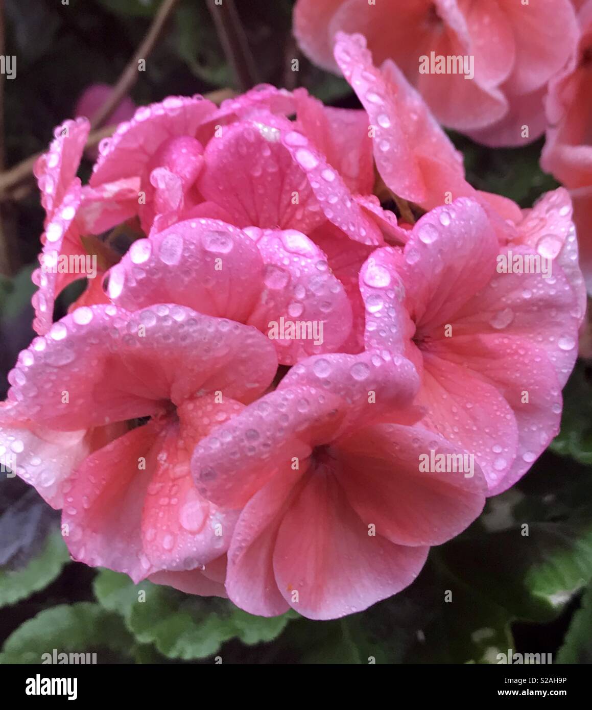 Gerani sotto la pioggia - Immagine stock catturata con smartphone