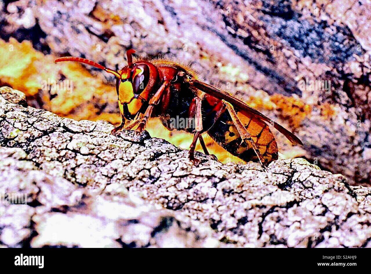 Asian Hornet calabroni invadendo l'Europa uccidendo le api Bee Foto Stock