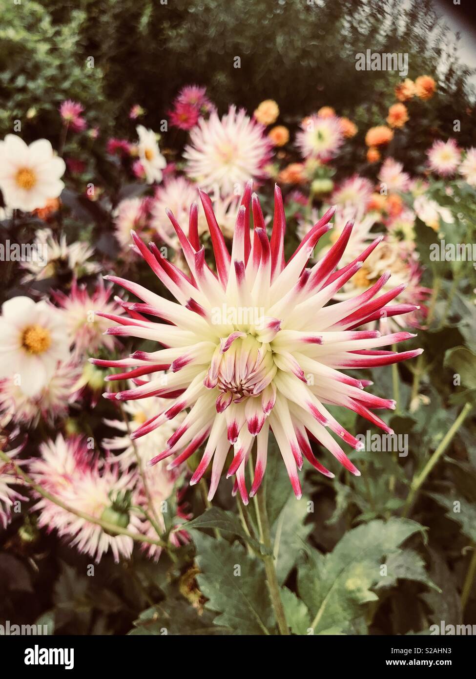 Punta rosa cactus dahlia (dahlia 'tanjoh') in piena fioritura Foto Stock