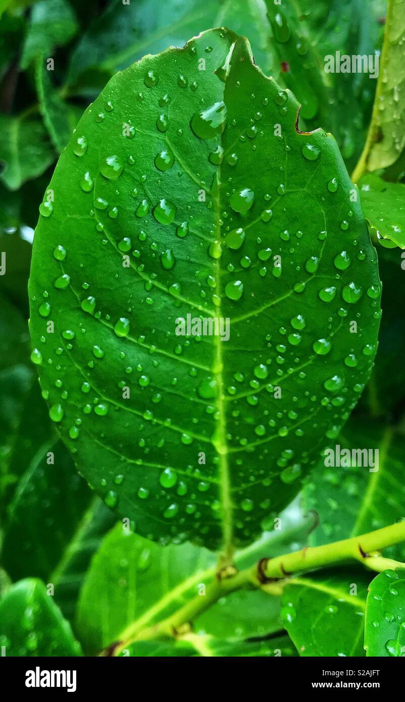 Grandi foglie verde con gocce di pioggia sulla superficie Foto Stock