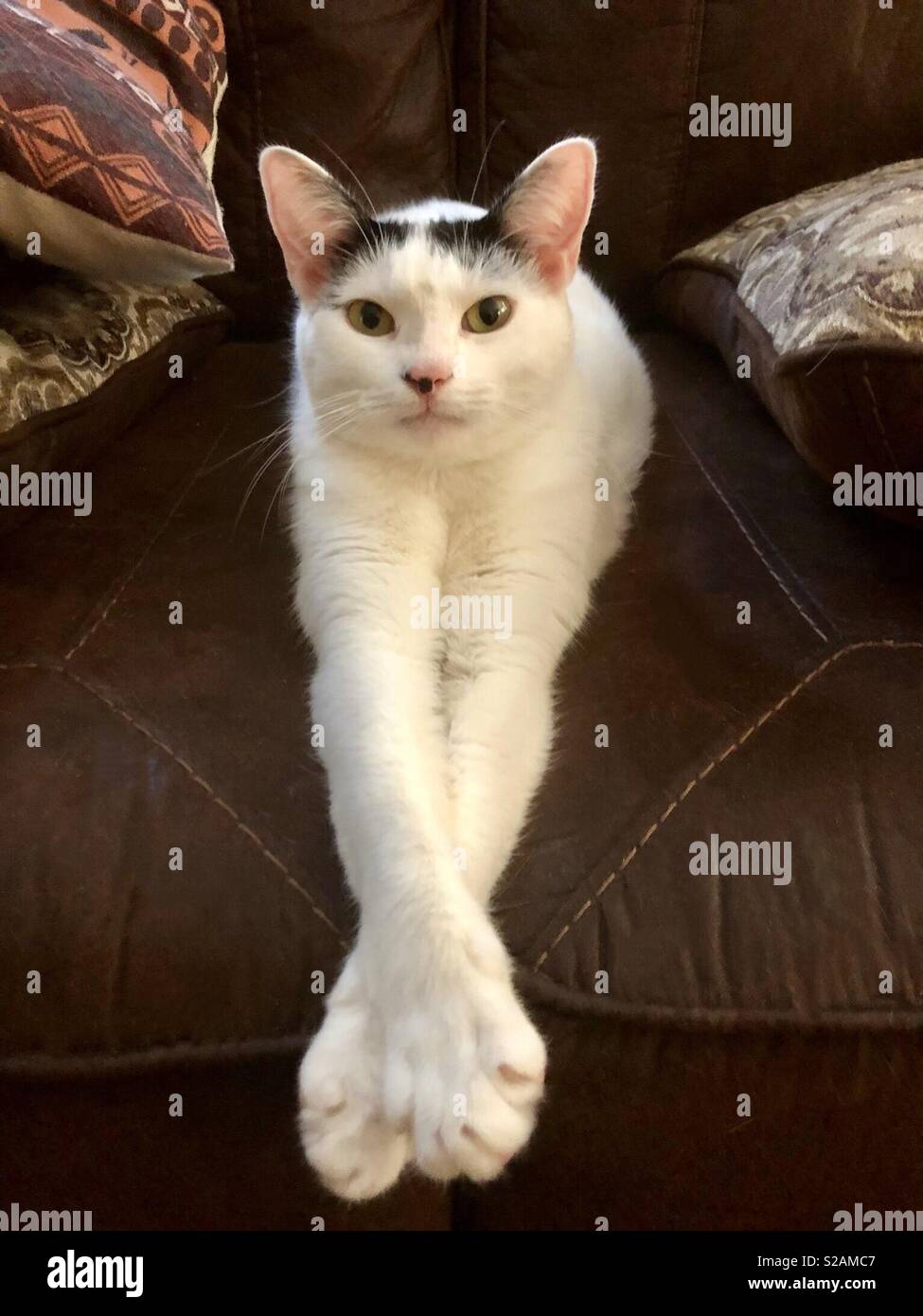 Shorthair gatto "Roxanne" seduta con zampe fuori-disteso sul lettino di marrone. Foto Stock