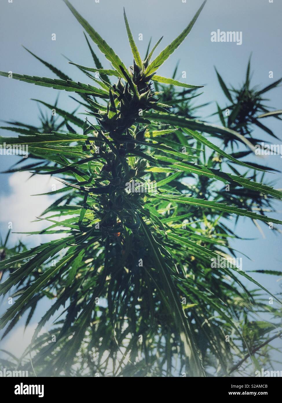 Pianta di marijuana Foto Stock