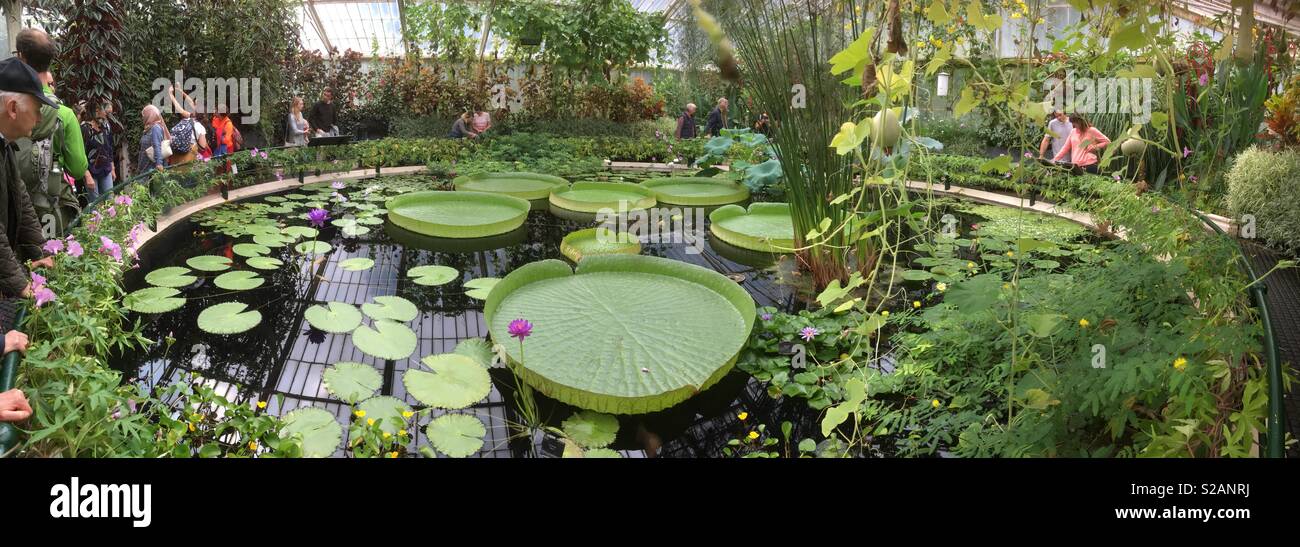 La Ninfea house con il gigante waterlilies nella Royal Botanical Gardens di Kew Garden s, London.uk Foto Stock