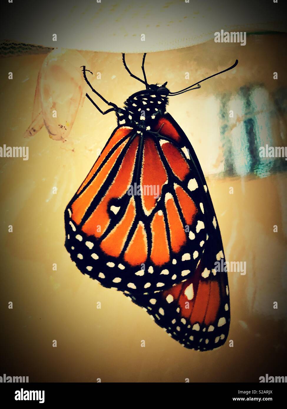 Regina la farfalla e la sua crisalide - Immagine stock catturata con smartphone