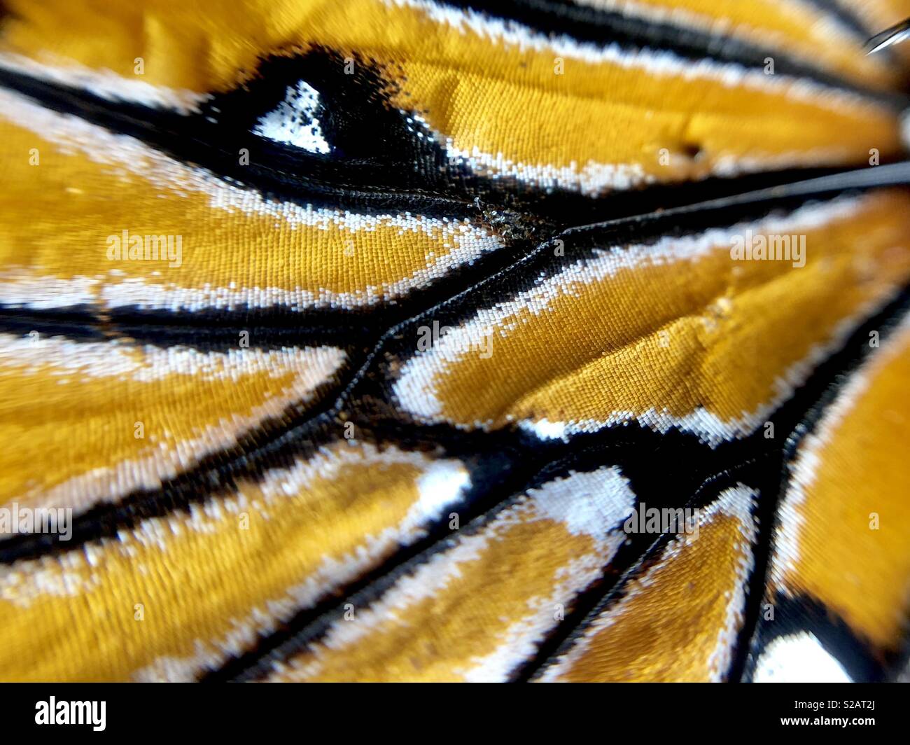 Macro di una regina ala di farfalla Foto Stock Macro di una regina ala di farfalla Foto Stock