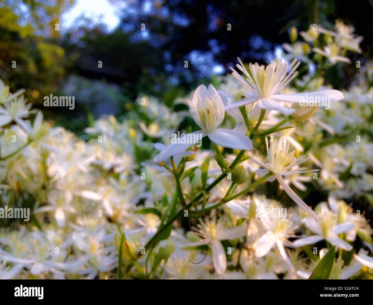Masse di bianco dolce autunno Clematis bloom nella parte anteriore del paese capannone Foto Stock