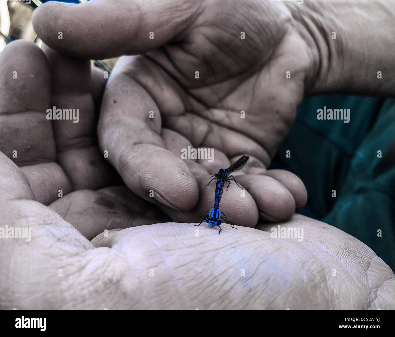 Un uomo detiene due libellule blu nelle sue mani. - Immagine stock catturata con smartphone