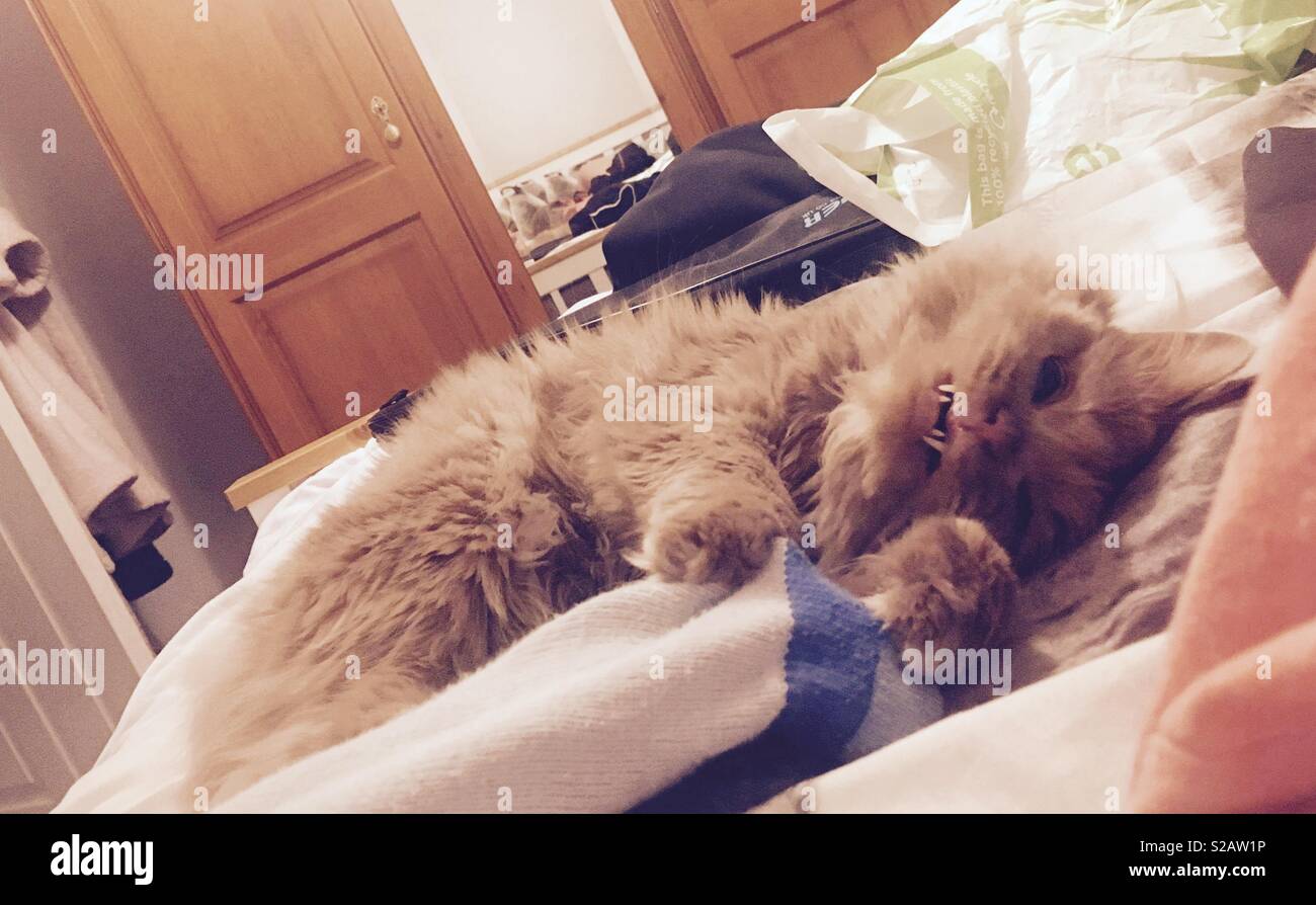 Fluffy cat denti e sorriso Foto Stock