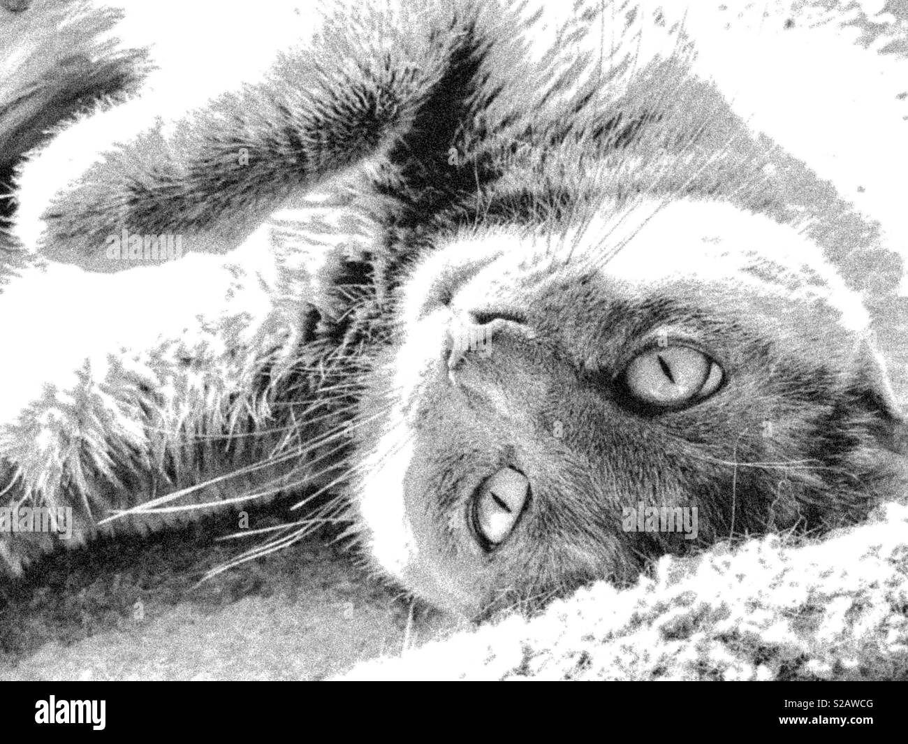 Ritratto di bella blu russo shorthair domestico cat in bianco e nero guardando la fotocamera Foto Stock