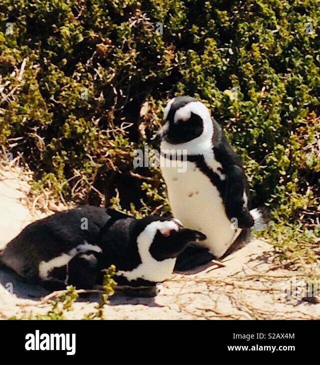 I pinguini a Boulders Beach Foto Stock