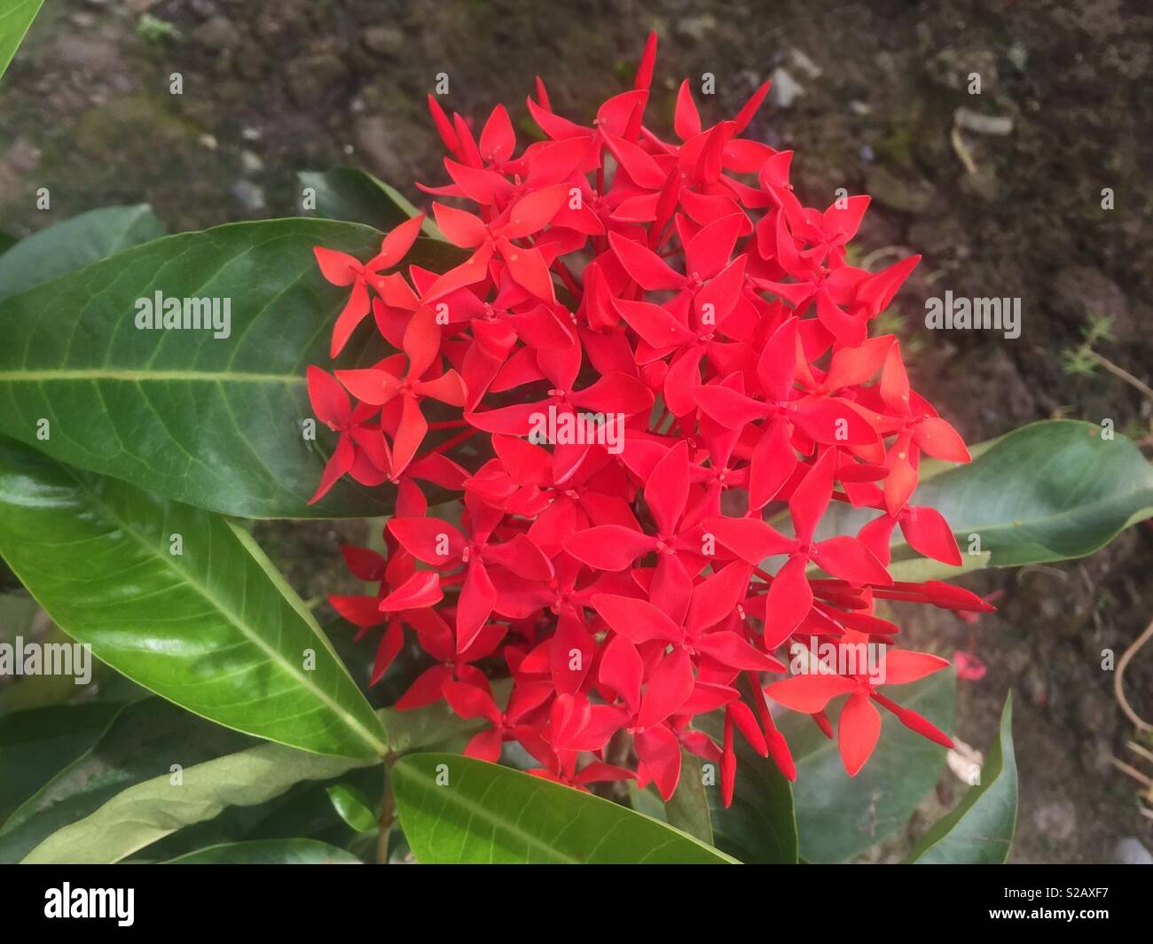 Ixora coccinea Foto Stock