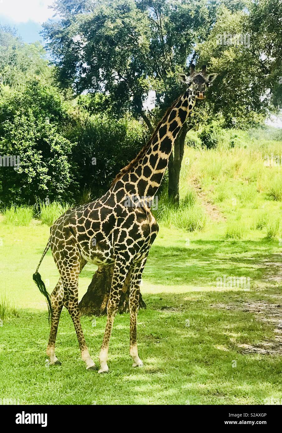 Giraffa Foto Stock