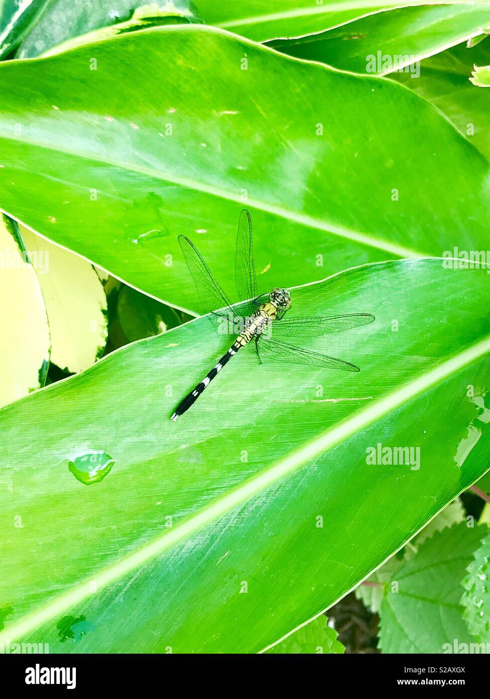 Dragonfly sulla lamina Foto Stock