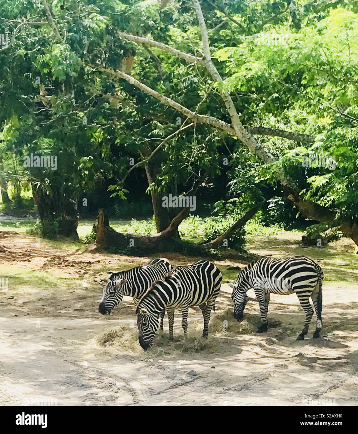 Zebre Foto Stock