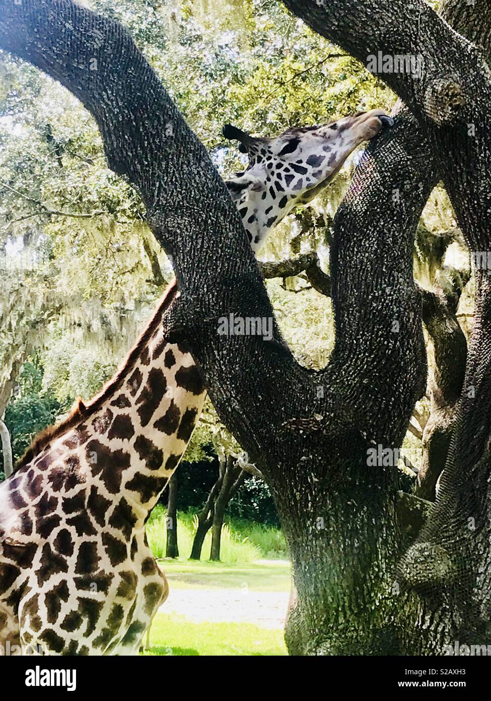 La giraffa fino vicino Foto Stock