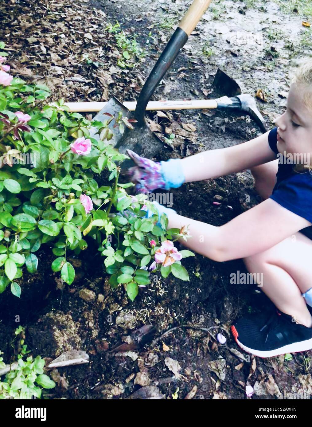 Ragazza di piantare le rose Foto Stock