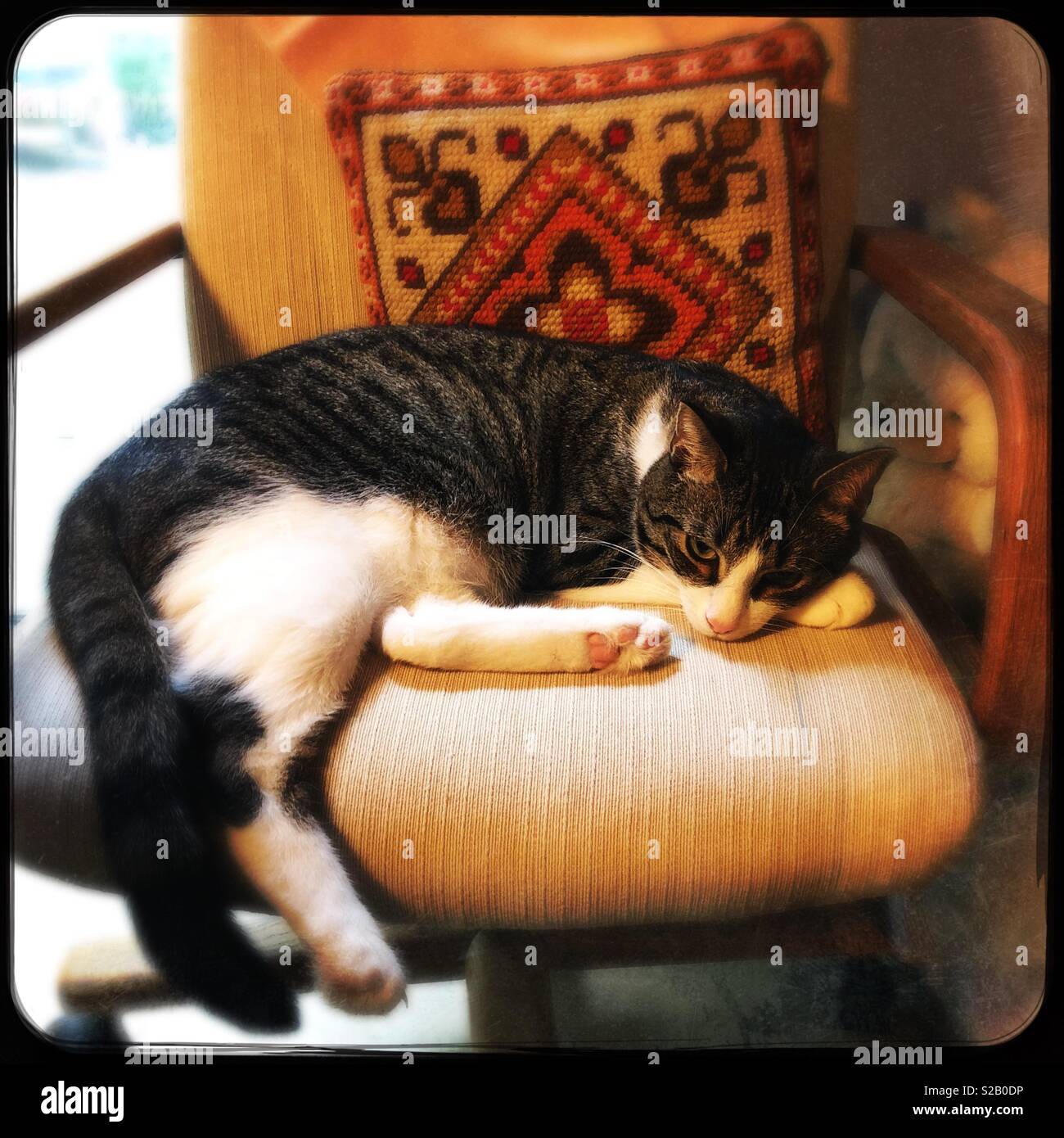 Gattino pigro - Immagine stock catturata con smartphone