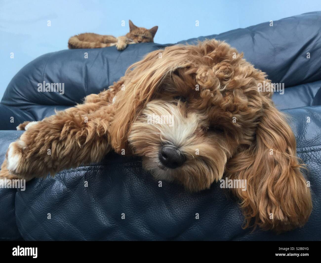Amici dorme sul divano Foto Stock