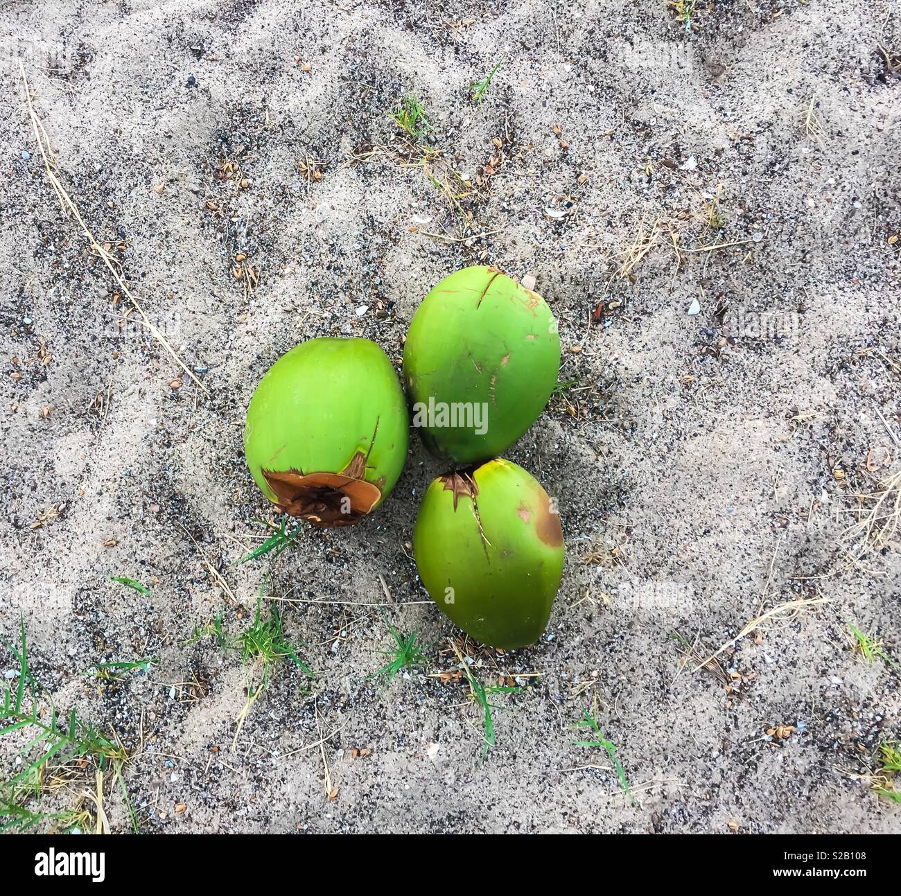 Verde di gusci di noce di cocco a sinistra in sabbia. Foto Stock