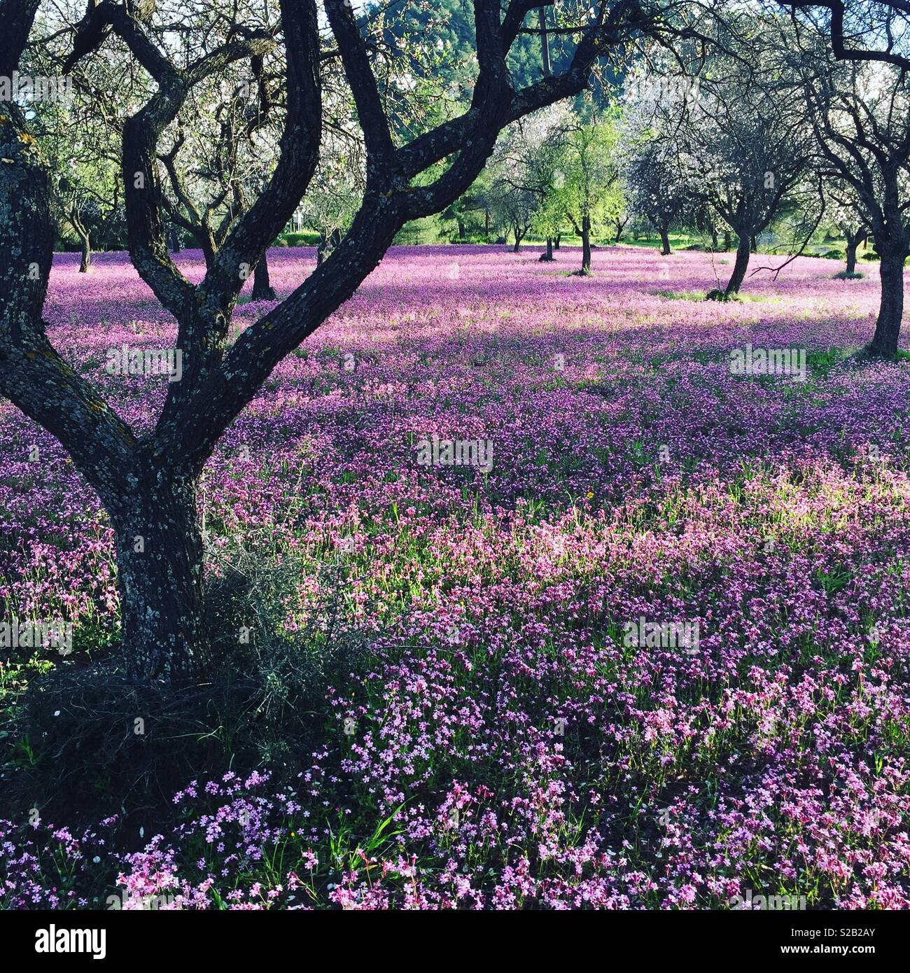 Idilliaco e bella molla colorato paesaggio con un velo di colore viola di fiori. Foto Stock