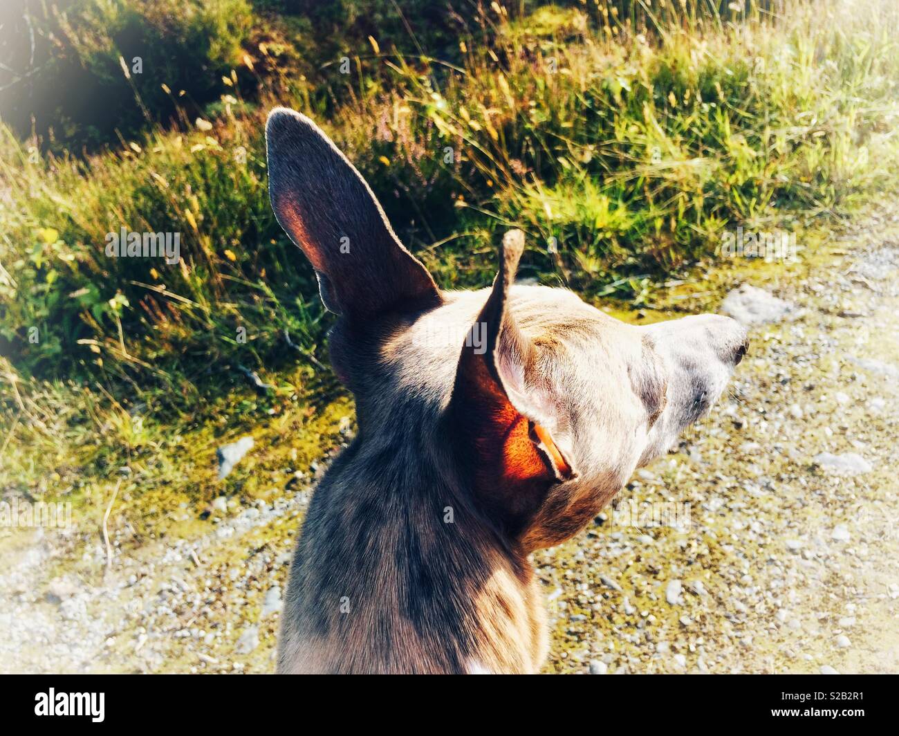 Il whippet cani con orecchie perked fino intensamente fissando in lontananza sulla strada di un paese in una luminosa giornata di sole. Foto Stock