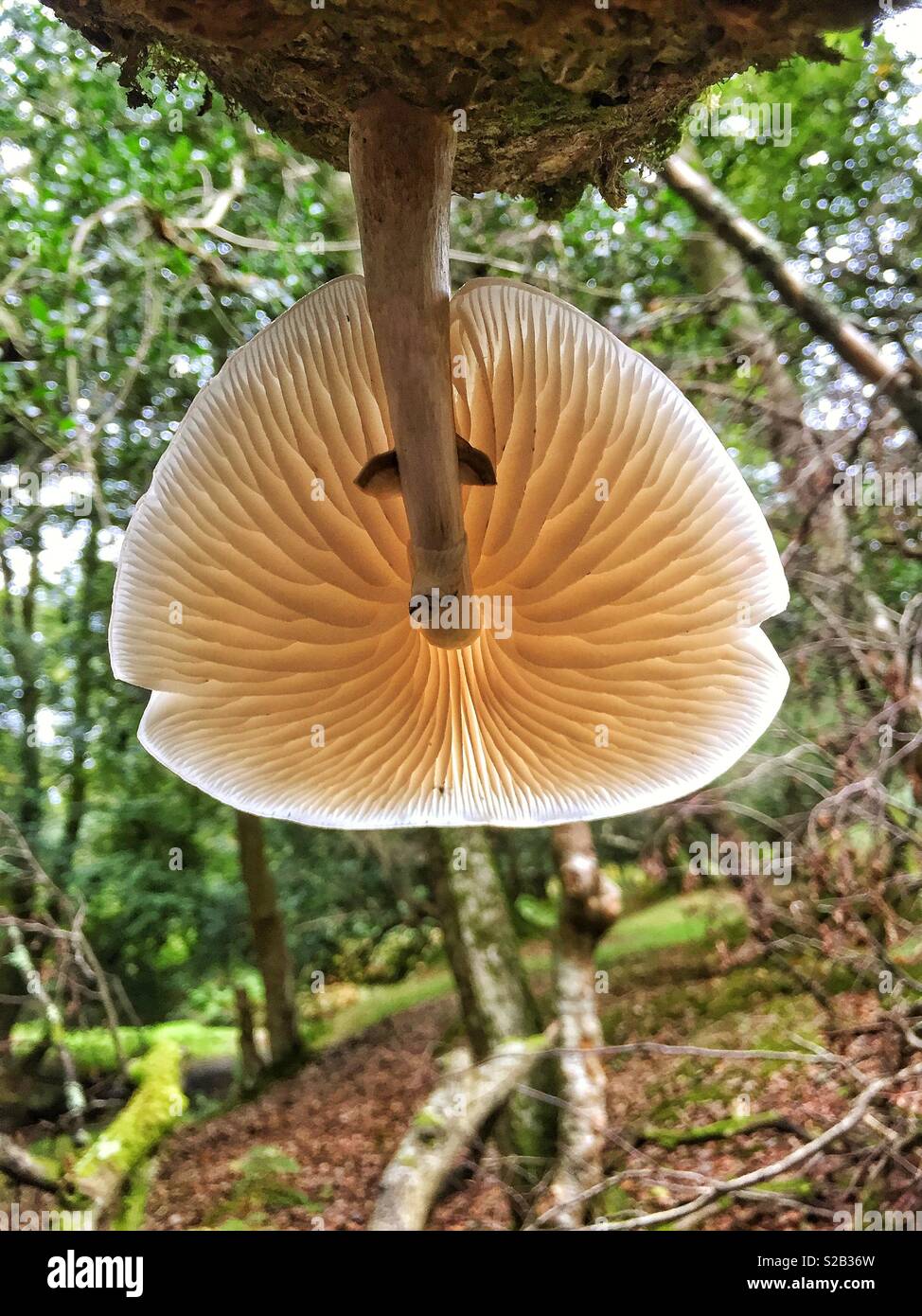 I funghi nel New Forest - Immagine stock catturata con smartphone