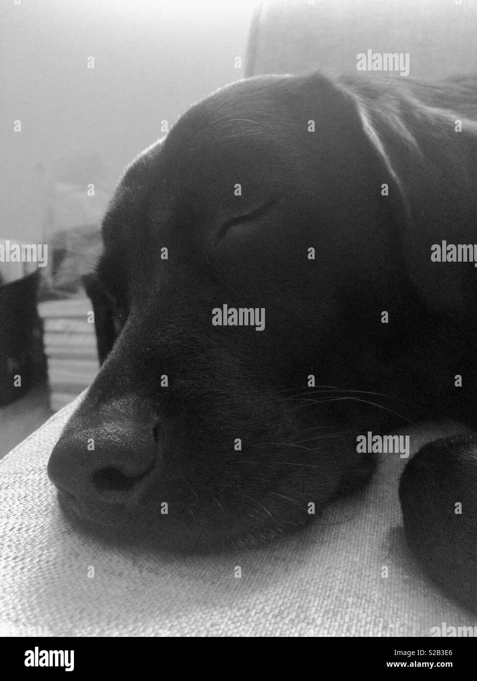 Immagine in bianco e nero di un nero Labrador addormentato Foto Stock