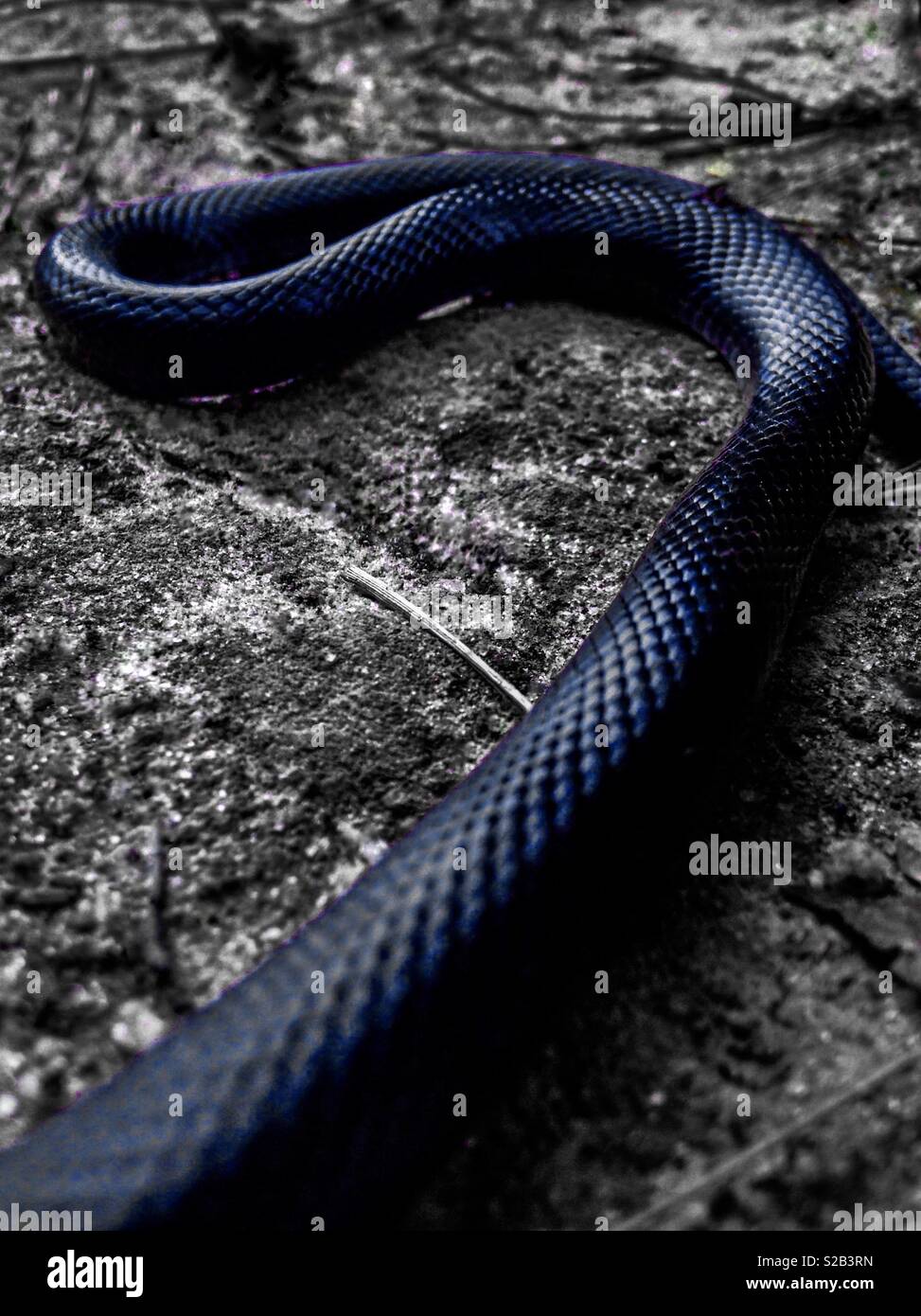 Blu acciaio color pop foto di un serpente nero su una strada sterrata - Immagine stock catturata con smartphone