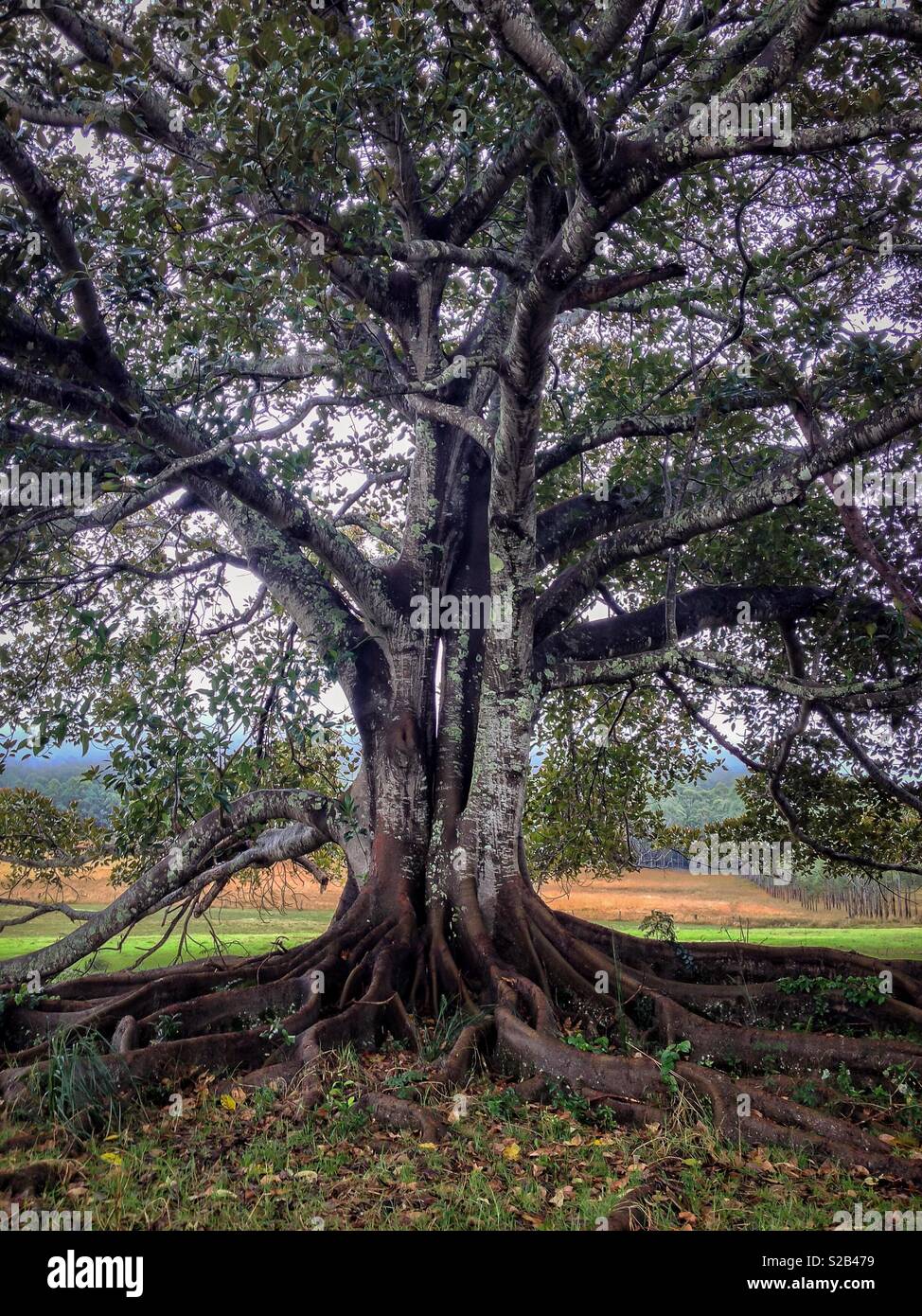 Un vecchio Moreton Bay o nero Fig (Ficus macrophylla) tree, noto anche come il banyan Australiano, in un'azienda agricola nelle zone costiere del NSW, Australia - Immagine stock catturata con smartphone