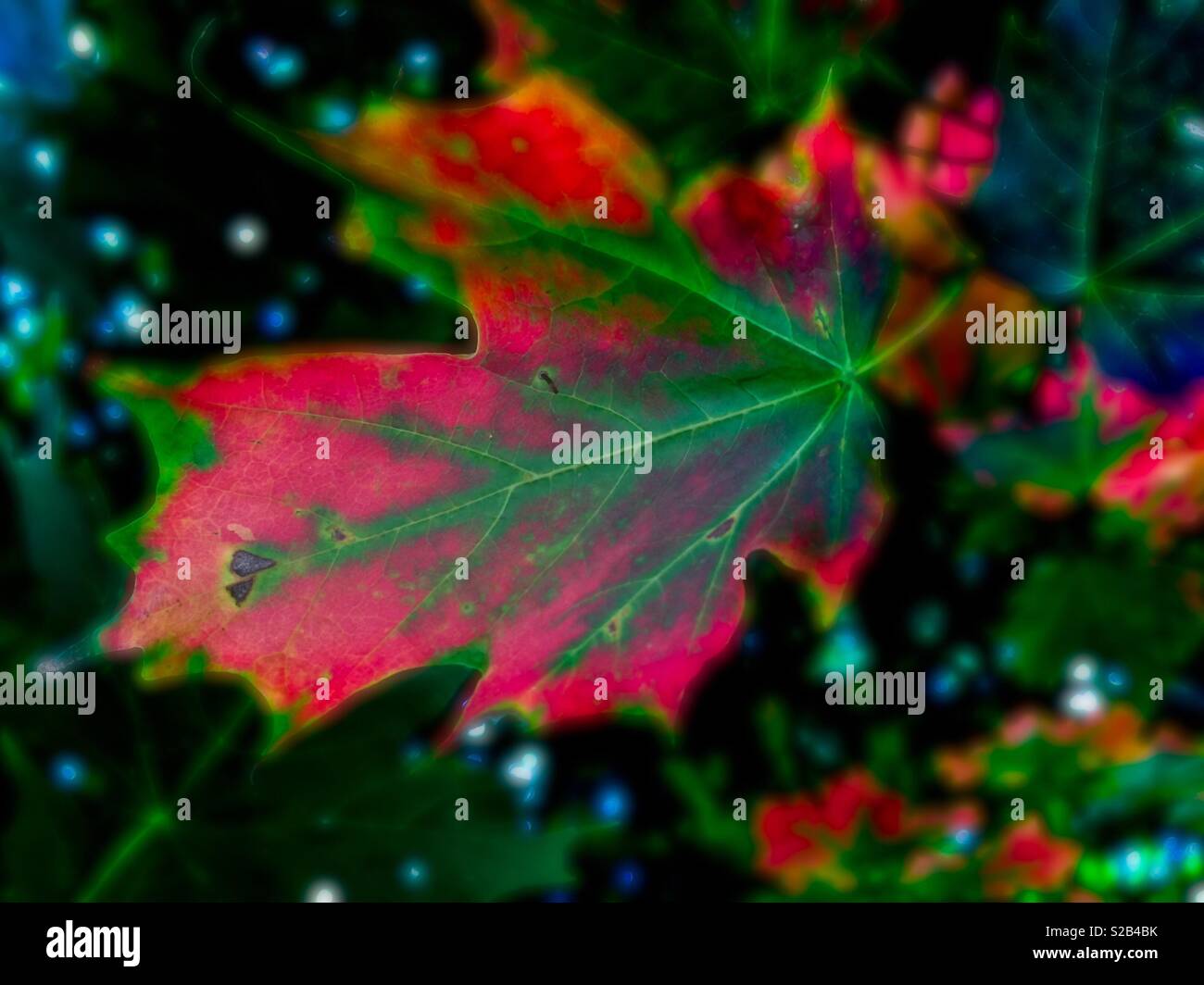 Foglie di autunno la transizione - Immagine stock catturata con smartphone