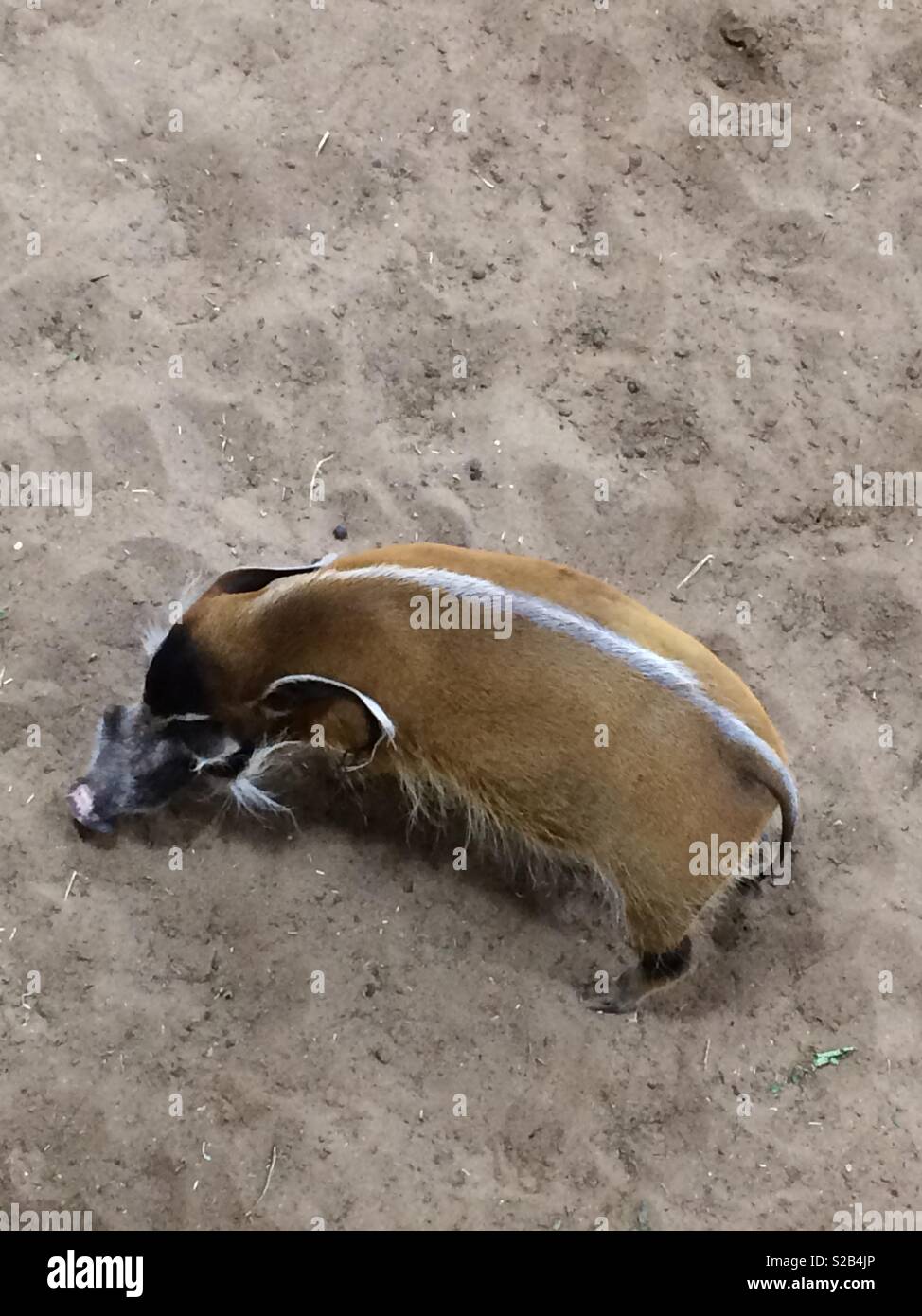 Maschio rosso porco di fiume da sopra Foto Stock