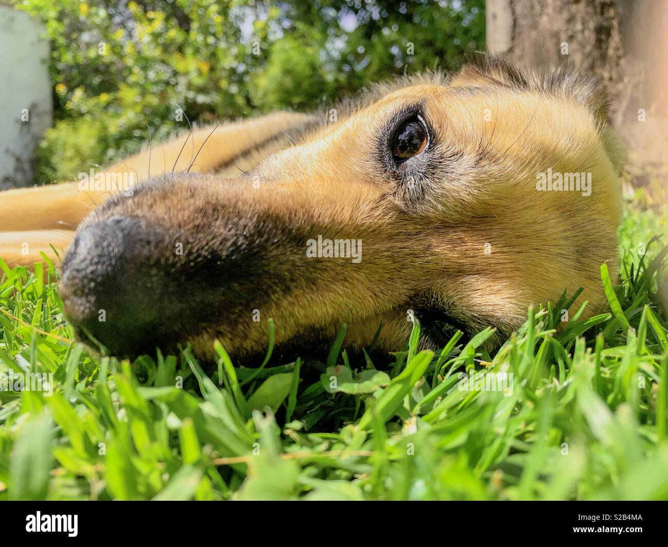La testa di un cane dormire sdraiati sull'erba in estate - Immagine stock catturata con smartphone