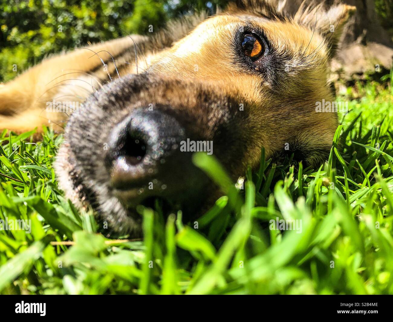 La testa di un cane dormire sdraiati sull'erba in estate Foto Stock